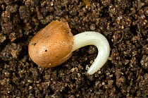 Photomicrograph of a radish seed (Raphanus raphinistrum subsp. sativus) seed germinating with radicle (embryo root) developing