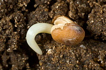 Photomicrograph of a radish seed (Raphanus raphinistrum subsp. sativus) seed germinating with radicle (embryo root) developing
