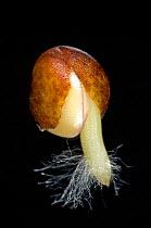 Cabbage (Brassica oleracea) seed germinating with radicle (embryo root) developing with root hairs and seed coat (testa) splitting