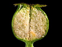 Section through the unripe but fully formed seed capsule of an opium poppy (Papapaver somniferum) showing its round seeds