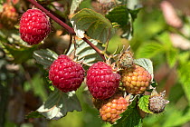 Raspberries (Rubus idaeus) round ripe purple red fruit and some less ripe on the cane in a soft fruit garden, Berkshire, England, June
