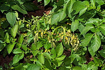 Potato blackleg disease (Pectobacterium atrosepticum) affecting and individual plant in a crop of charlotte potatoes, Berkshire, England, June.