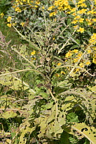 Mullein (Vebascum spp.) plant stripped by mullein moth (Cucullia verbasci) caterpillars in a wild garden, Berkshire, England, June