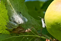 Apple ermine moth (Yponomeuta malinellus) moth and pupae in webbing on the underside of a Bramley apple leaf and fruit, Berkshire, England, May