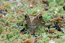 Frog (Rana temporaria) with its head above the pond water surface covered in a floating fairy fern (Azolla filiculoides), Devon, England, UK. September.