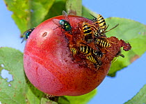 Wasps (Vespula vulgaris) and flies (Muscidae spp.) feeding on a damaged ripe victoria plum on the tree, Devon, England, UK, June