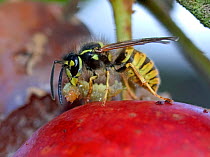 European common wasp (Vespula vulgaris) preying and feeding on a tortrix caterpillar pest on a plum tree, Devon, England, UK, June