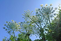 Umbels of flowers of poisonous and notifiable plant giant hogweed (Heracleum mantegazzianum) against blue sky, Devon, England, UK, June.