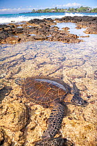 Endangered Green sea turtle (Chelonia mydas) laying in shallow tide pool, Kona Coast, Big Island, Hawaii, USA.