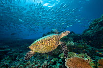 Hawksbill turtle (Eretmochelys imbricata) and schooling Bigeye jacks (Caranx sexfasciatus) over reef, Indo-Pacific, Sipidan Island, Malaysia.