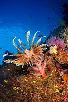 Lionfish (Pterois volitans) on coral reef wall, South Pacific, Fiji.