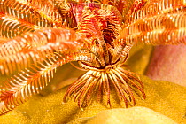 Bennett&#39;s feather star (Oxycomanthus bennetti), close up of feet / cirri, as it stands on a reef to catch passing food in the current, South Pacific, Fiji.