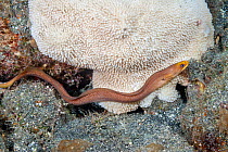 Dwarf moray eel (Gymnothorax melatremus) on reef, North Pacific, Hawaii, USA.