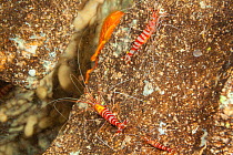 Candy cane shrimp (Parihippolyte mistica) on rock in North Pacific, Hawaii, USA.