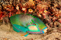 Bleeker&#39;s Parrotfish (Chlorurus bleekeri), surrounded by mucus bubble, on sea bed in reef at night, South Pacific, Fiji.