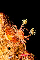 Endemic Hawaiian pom-pom crab / Boxer crab (Lybia edmondsoni) on reef, waving anemones (Triactis sp.) in its claws, North Pacific, Hawaii, USA.