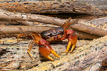 Brown land crab / Chestnut crab (Cardisoma carnifex) on pile of branches, Fiji.