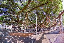 Large Banyan tree (Ficus benghalensis) in city, Lahaina, Maui, Hawaii, USA. HDR photograph.