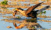 Crested caracara (Caracara plancus) in flooded field with a pack rat in its mouth, crouched ready to fly, Marana irrigated farm fields, Marana, Arizona, USA.