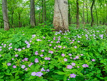 Wild Geraniums (Geranium maculatum) carpet deciduous forest floor, Lake of the Woods Forest Preserve, Champaign County, Illinois, USA. May