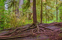 Western hemlock (Tsuga heterophylla) tree rooted on a nurse log, a fallen Redwood tree (Sequoia sempervirens) in old growth temperate rainforest, Jedediah Smith Redwoods State Park, California, USA.