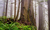 Old growth Redwood trees (Sequoia sempervirens) wrapped in Western hemlock (Tsuga heterophylla) roots in foggy temperate rainforest, Jedediah Smith Redwoods State Park, California, USA.