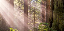 Old growth Redwood (Sequoia sempervirens) temperate rainforest with sunrays filtering through trees on a foggy morning, Del Norte Redwoods State Park, California, USA.