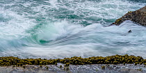 Crashing surf swirling against sandstone cliffs covered in kelp seaweed (Laminaria digitata) clinging to the rocks, Shore Acres State Park, Oregon, USA.