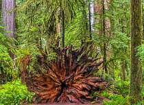 Fallen Redwood (Sequoia sempervirens) tree base in old growth temperate rainforest, Jedediah Smith Redwoods State Park, California, USA.