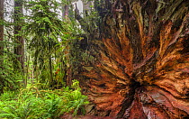 Fallen Redwood (Sequoia sempervirens) tree base in old growth temperate rainforest, Jedediah Smith Redwoods State Park, California, USA.