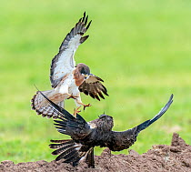 Swainson's hawks (Buteo swainsonii) fighting. A subadult in a territorial dispute with an adult hawk, knocking the larger hawk off his perch on an earthen berm, Marana, Arizona farming area, USA....