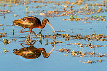 White-faced ibis (Plegadis chihi) foraging for tiny larva and insects during migration, showing iridescent plumage, Marana, Arizona, USA. April.