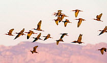 White-faced ibis (Plegadis chihi) flock in flight during migration, showing iridescent plumage, Marana, Arizona, USA. April.