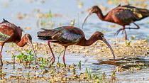 White-faced ibis (Plegadis chihi) foraging for tiny larva and insects during migration, showing their iridescent plumage, Marana, Arizona, USA. April.