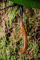 Flatworm (Geoplaninae) on a mossy tree trunk, Southeastern Atlantic Forest, Mantiqueira Mountain Range, Sao Francisco Xavier, Sao Paulo, Brazil.