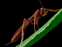 Ichneumonid parasitoid wasp (Ichneumonidae) on leaf, Southeastern Atlantic Forest, Mantiqueira Mountain Range, Sao Francisco Xavier, Sao Paulo, Brazil.