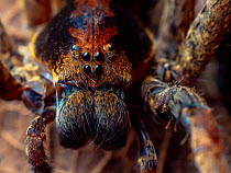 Ornate wandering spider (Ctenus ornatus) portrait, Southeastern Atlantic Forest, Mantiqueira Mountain Range, Sao Francisco Xavier, Sao Paulo, Brazil.