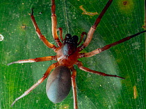 Red sac spider (Paradiestus sp.) resting on leaf, Southeastern Atlantic Forest, Mantiqueira Mountain Range, Sao Francisco Xavier Sao Paolo, Brazil.