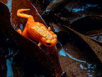 Pumpkin toadlet (Brachycephalus sp.) crawling through leaf litter, Southeastern Atlantic Forest, Mantiqueira Mountain Range, Sao Francisco Xavier, Sao Paulo, Brazil.