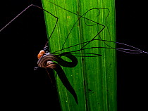 Flatworm (Geoplaninae) preying on Harvestman (Gagrellinae) Southeastern Atlantic Forest, Mantiqueira Mountain Range, Sao Francisco Xavier, Sao Paulo, Brazil.
