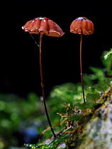 Red parachute mushrooms (Marasmius sp.) growing on tree, Southeastern Atlantic Forest, Mantiqueira Mountain Range, Sao Francisco Xavier, Sao Paulo, Brazil.