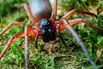 Sac spider (Corinnidae) Southeastern Atlantic Forest, Mantiqueira Mountain Range, Sao Francisco Xavier, Sao Paulo, Brazil.