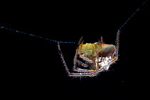 Mirror spider (Thwaitesia sp.) hanging over web, Southeastern Atlantic Forest, Mantiqueira Mountain Range, Sao Francisco Xavier, Sao Paulo, Brazil.
