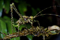 Lichen mimic katydid (Phaneropterinae) Southeastern Atlantic Forest, Mantiqueira Mountains, Sao Francisco Xavier, Sao Paulo, Brazil.