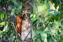 Sunda colugo (Galeopterus variegatus) rests against a tree trunk. Sabah, Malaysian Borneo