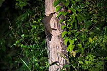Small-toothed palm civet (Arctogalidia trivirgata) descends a tree trunk. Sabah, Malaysian Borneo