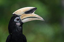 Oriental pied Hornbill (Anthracoceros albirostris) Sabah, Malaysian Borneo