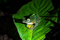 Wallace&#39;s Flying-Frog (Rhacophorus nigropalmatus) Sabah, Malaysian Borneo