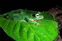 Wallace&#39;s Flying-Frog (Rhacophorus nigropalmatus) Sabah, Malaysian Borneo