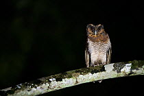 Brown Wood Owl (Strix leptogrammica) Sabah, Malaysian Borneo